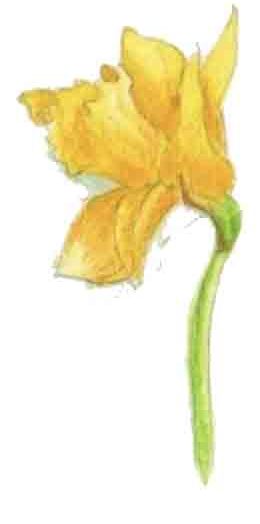 34ème liste :  Un bouquet d’iris et de jonquilles