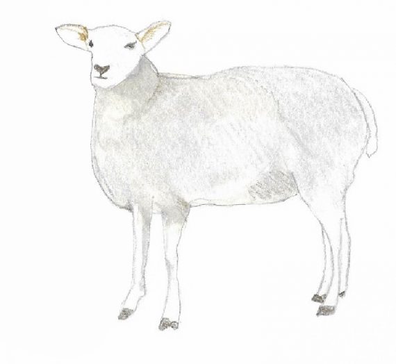 91ème liste :  La toison des moutons