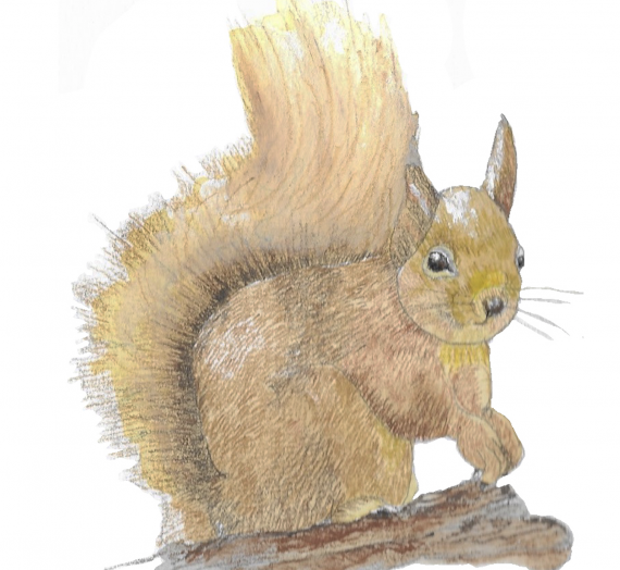 118ème liste : Un chat tigré en câlin…. ou un écureuil