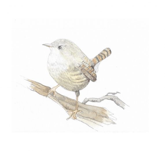 Quelques grammes de plumes…